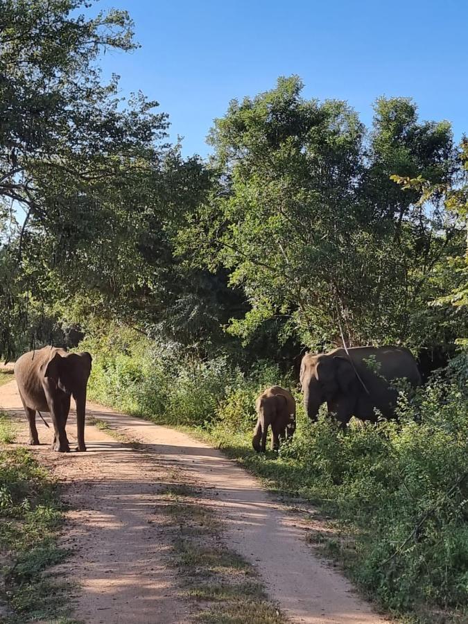 Elephant Paradise Safari Bungalow Udawalawe Kültér fotó