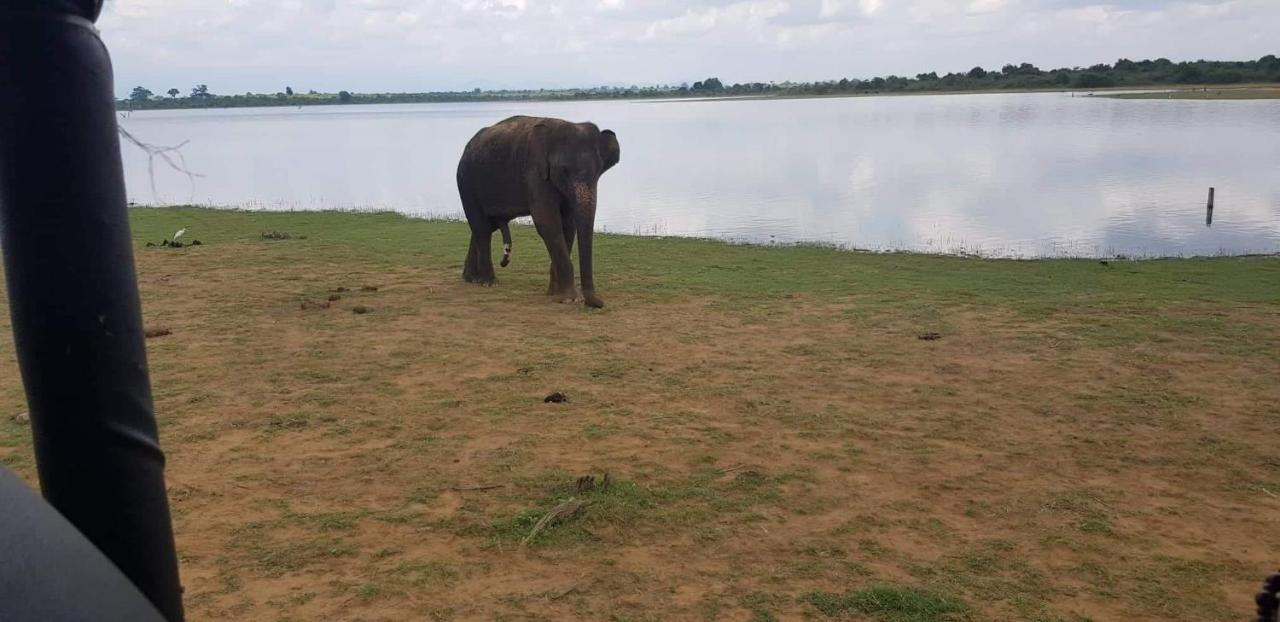 Elephant Paradise Safari Bungalow Udawalawe Kültér fotó