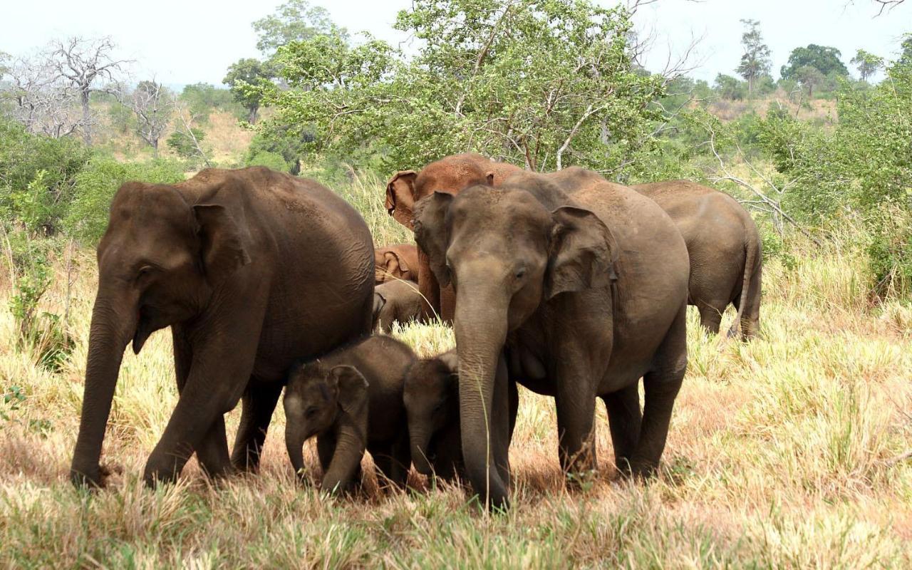 Elephant Paradise Safari Bungalow Udawalawe Kültér fotó