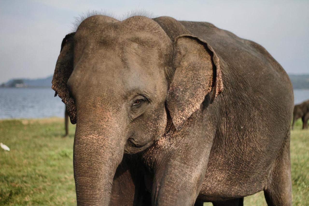 Elephant Paradise Safari Bungalow Udawalawe Kültér fotó
